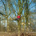 350419_62285_square