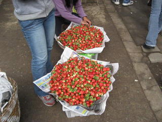 STRAWBERRIES AT BAGUIO CITY
