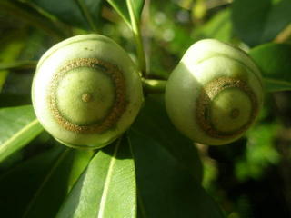 Bulbous Corianduerus
