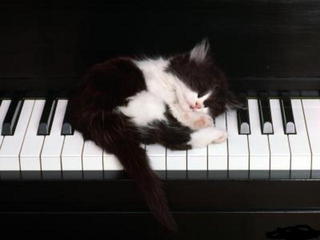 Cat on Piano