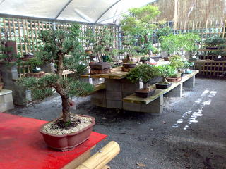 Bonsai shop