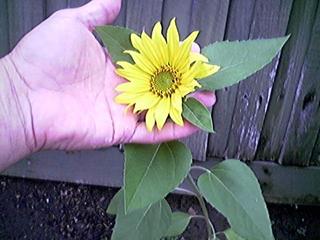 Sunflower