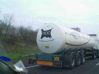 Moo!