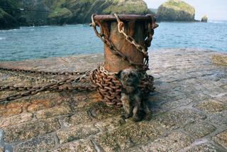 Lonely Stranger at Mullion Cove