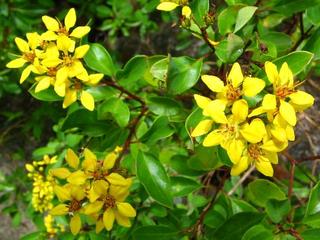 flower3