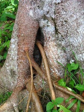 Roots