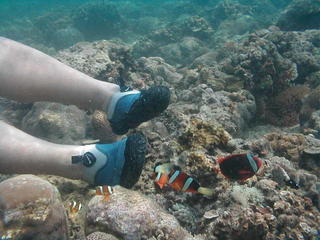 Clown fish
