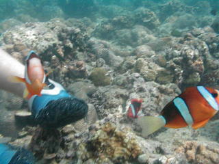 Clown fish 1