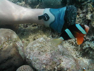 Clown fish 2