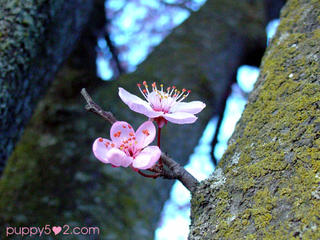 Cherry blossoms