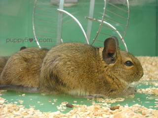 another gerbil :3