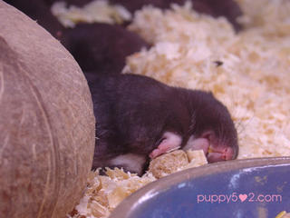This reminds me of Blenda's Bebe