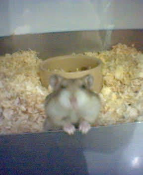Russian Hamster in Pet Shop