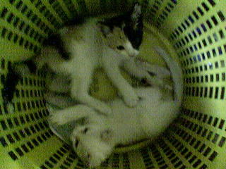 laundry day
