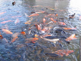Feeding Frenzy