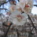 198664_cb11f_square
