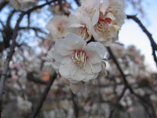 Flower Power