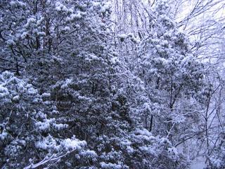 Room View