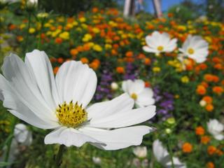 Expo Flora - One Last Time