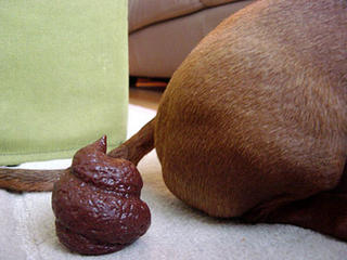 poo