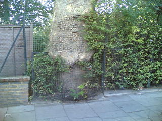 Fence eating tree