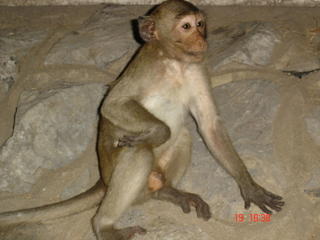 monkey