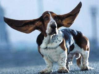 bassett