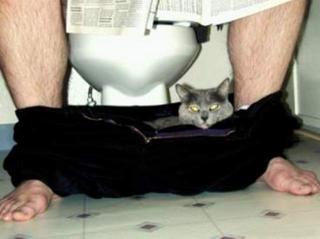 dont' let ur cat in when u deposit ur "gold"