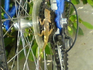 still there ha