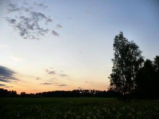 Birch in the night