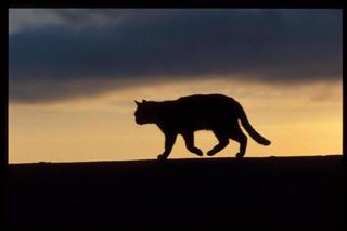 "The Hitchhiker"