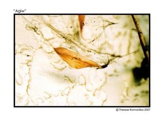 Agiw (cobweb)