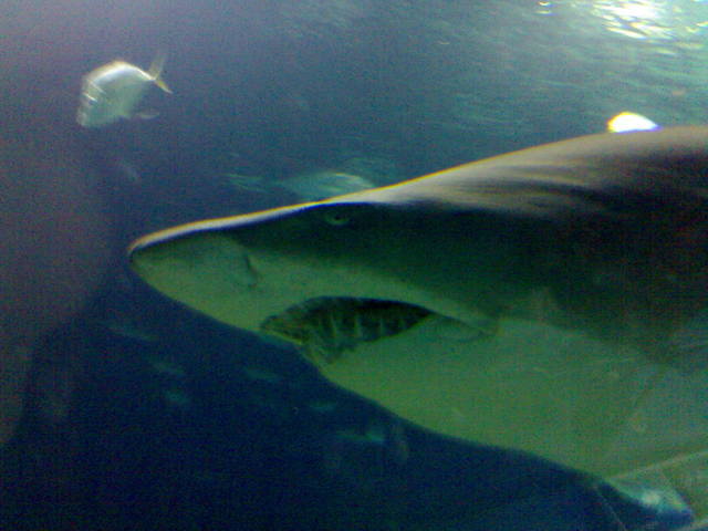 Diving with Sharks....