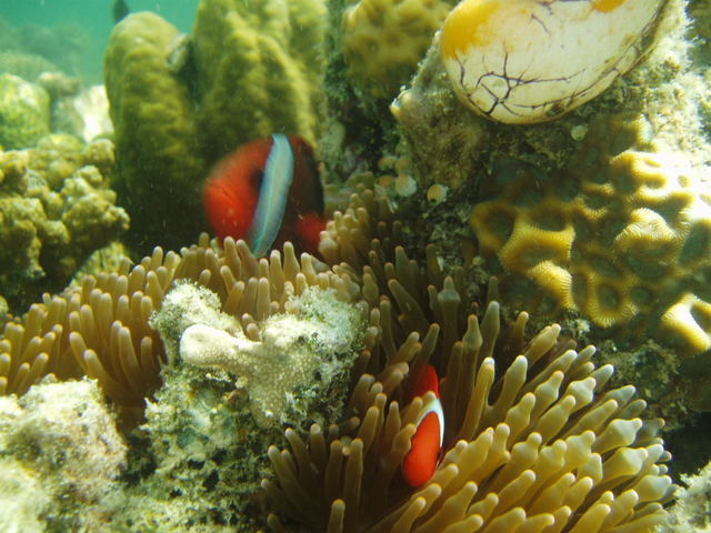 Tomato clownfish