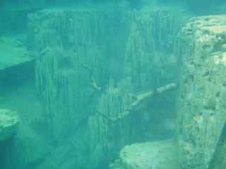An alien underwater world
