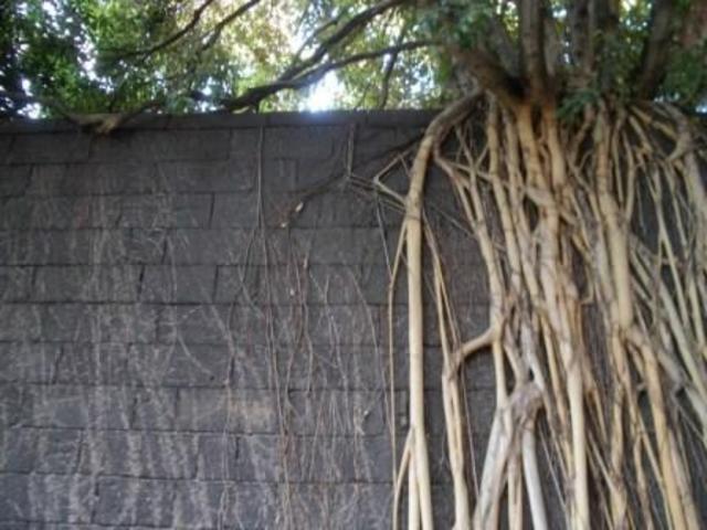 Of Roots & Ends