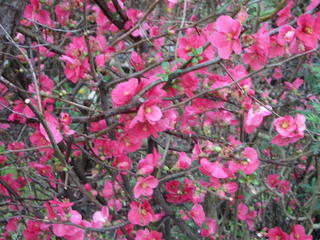 Flowers from neighbouring place