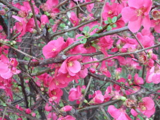 Flowers from neighbouring place