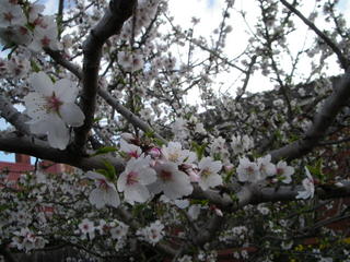 Flowers from neighbouring place