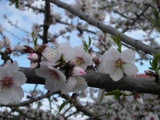 Flowers from neighbouring place