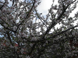 Flowers from neighbouring place