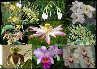 Shirl's B D.. BIG DAY Aka.. BirthDay!!!  [Orchid (60)]
