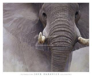 Gorilla or Elephant??