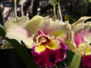 Of 1 Score, 1 Decade and 6 Years of Life.  [Orchid (61)]