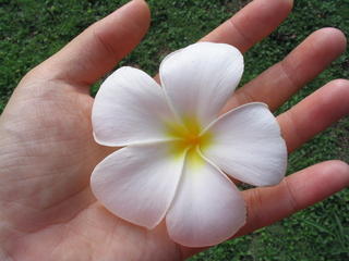 Frangipani