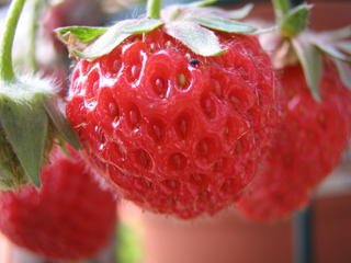 Strawberry fields forever