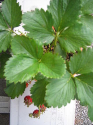 Strawberry fields forever
