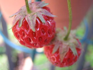 Strawberry fields forever