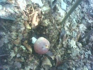 Anche qui funghi