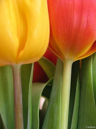 Tulips / Tulpen